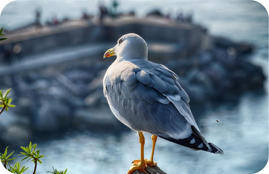 Il mare di Genova - immagine 6